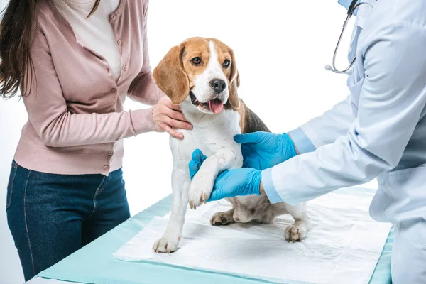 Abgeschnittene Aufnahme einer Frau, die Beagle hält und Tierarzt untersucht Pfote isoliert auf weißem Hintergrund — Stockfoto