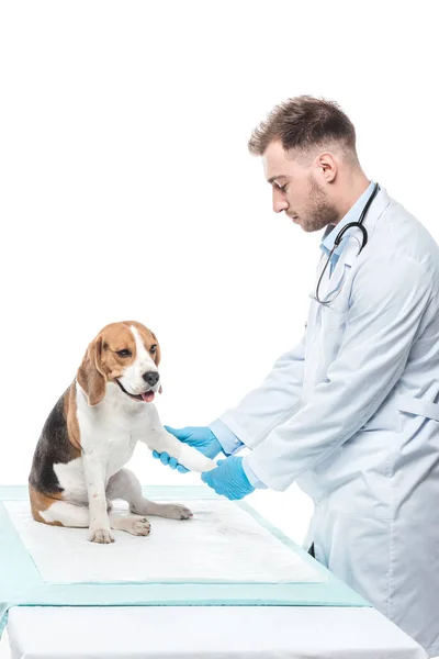 Junger männlicher Tierarzt untersucht Beagle Pfote isoliert auf weißem Hintergrund — Stockfoto