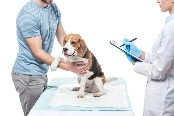 Beschnitten Frau des Mannes hält Beagle und Tierarzt Schrift in Klemmbrett isoliert auf weißem Hintergrund — Stockfoto