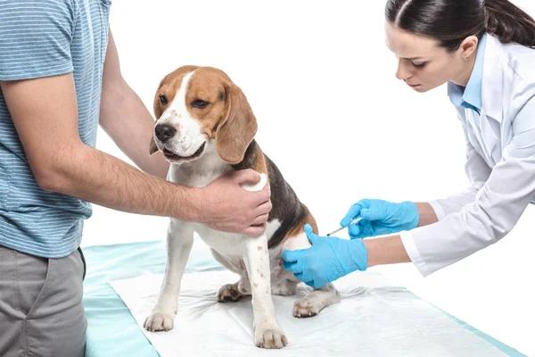 Imagem cortada do homem segurando beagle enquanto veterinário feminino fazendo injeção por seringa isolada no fundo branco — Fotografia de Stock