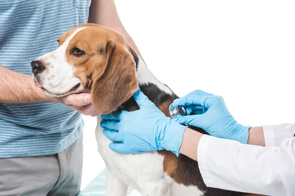 Imagen recortada de hombre sosteniendo beagle mientras veterinario examinarlo por estetoscopio aislado sobre fondo blanco - foto de stock