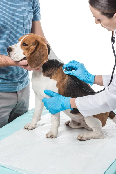 Cropped shot of man holding beagle while veterinarian examining it by stethoscope isolated on white background — Stock Photo