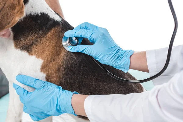 Imagem cortada do veterinário examinando cão por estetoscópio isolado no fundo branco — Fotografia de Stock