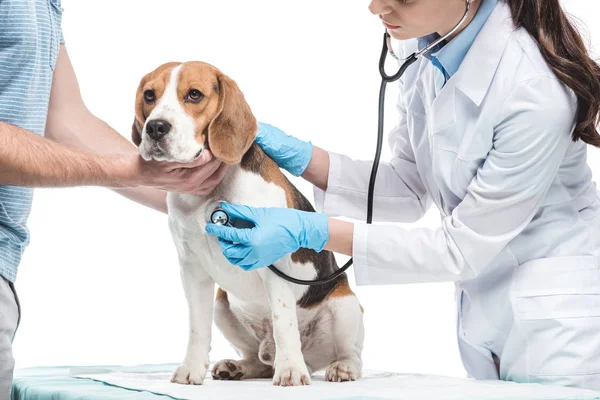 Abgeschnittene Aufnahme eines Mannes, der einen Beagle hält, während der Tierarzt ihn mit einem Stethoskop isoliert auf weißem Hintergrund untersucht — Stockfoto