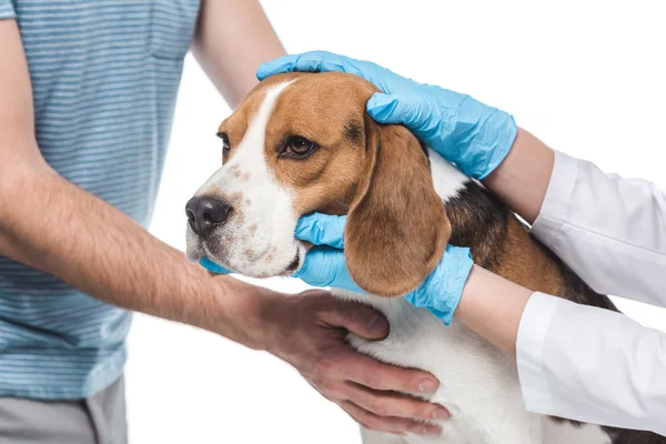 Recortado disparo de hombre sosteniendo beagle mientras veterinario examinarlo aislado sobre fondo blanco - foto de stock