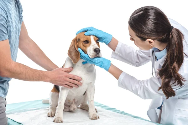 Cropped shot of man holding beagle while veterinarian examining itisolated on white background — Stock Photo