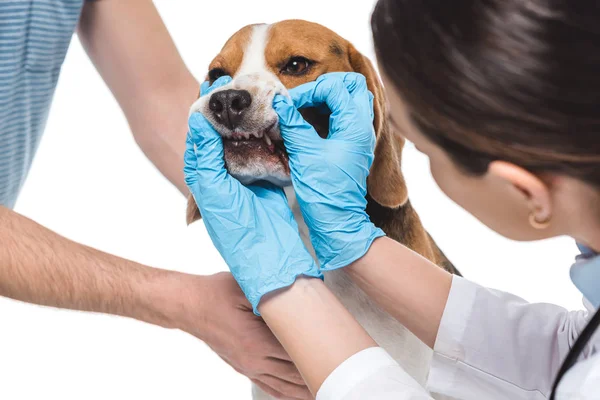 Image recadrée d'une vétérinaire femelle examinant des mâchoires de beagle isolées sur fond blanc — Photo de stock