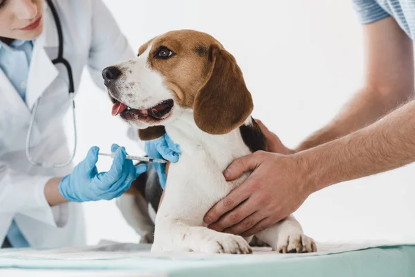 Cropped image of man holding beagle while veterinarian doing injection by syringe to it — Stock Photo