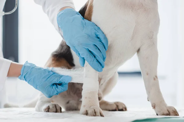 Recortado imagen de veterinario vendaje pata de perro en clínica - foto de stock