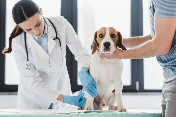 Image recadrée de l'homme tenant beagle tandis que la patte de bandage vétérinaire femelle — Photo de stock
