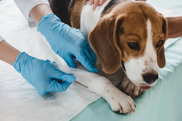 Imagen recortada del veterinario vendaje pata de beagle en la clínica - foto de stock