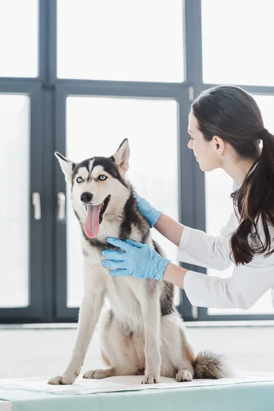 Молода жінка-ветеринар, що вивчає собаку в клініці — стокове фото