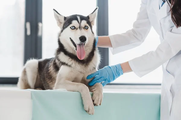 Imagen recortada de veterinario femenino examinando husky en la clínica - foto de stock