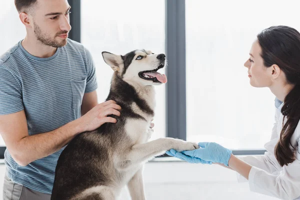 Hombre joven y veterinario femenino examinando husky en la clínica - foto de stock