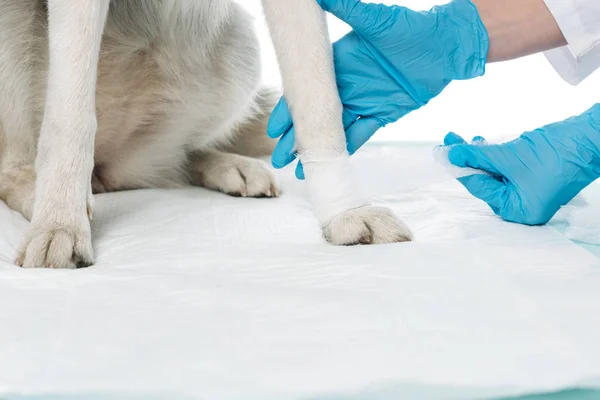 Imagen recortada de hembra veterinario vendaje pata de perro aislado sobre fondo blanco - foto de stock