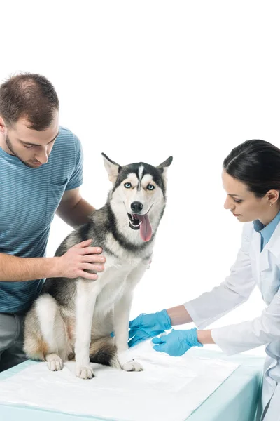 Female veterinarian bandaging paw of husky and young man isolated on white background — Stock Photo