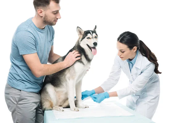 Homme tenant husky et femme vétérinaire bandage patte isolé sur fond blanc — Photo de stock