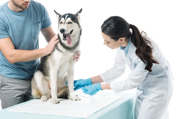 Corte tiro de homem segurando cão e fêmea veterinário bandagem pata isolada no fundo branco — Fotografia de Stock
