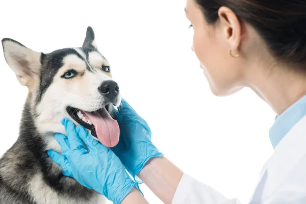 Giovane veterinario donna esaminando mascelle di cane isolato su sfondo bianco — Foto stock