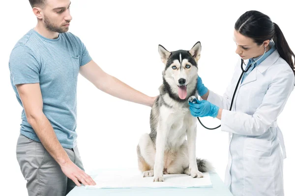 Молодой мужчина и женщина ветеринар осматривая собаку стетоскопом изолированы на белом фоне — стоковое фото