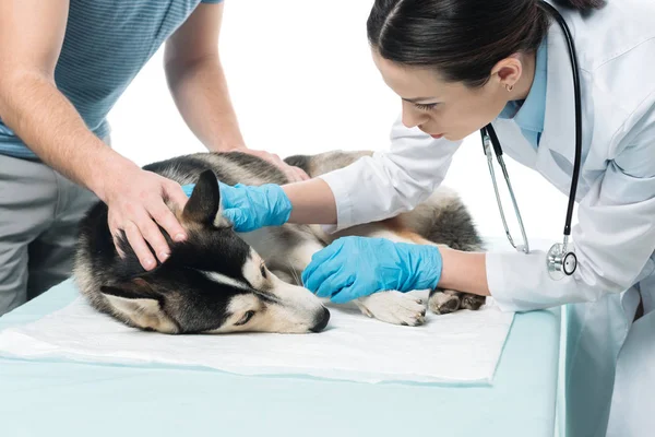 Tiro cortado de homem e veterinário fêmea examinando husky isolado no fundo branco — Fotografia de Stock
