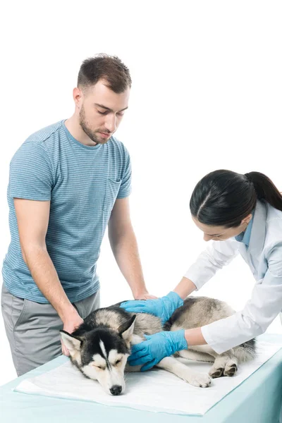 Homem e fêmea veterinário examinando husky isolado no fundo branco — Fotografia de Stock
