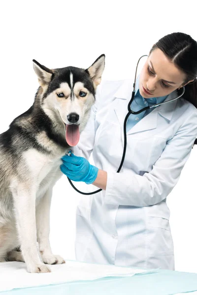 Jovem veterinário feminino examinando husky por estetoscópio isolado em fundo branco — Fotografia de Stock