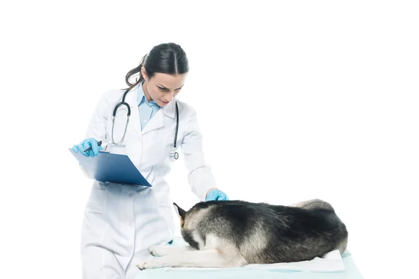 Veterinario femenino con portapapeles examinar husky aislado sobre fondo blanco - foto de stock
