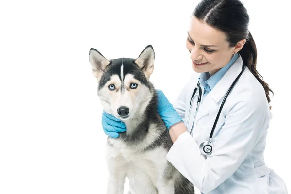 Sorridente veterinário fêmea segurando husky isolado no fundo branco — Fotografia de Stock