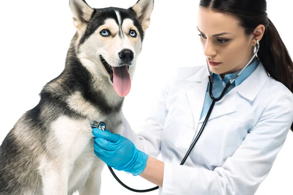 Giovane veterinario donna esaminando husky da stetoscopio isolato su sfondo bianco — Foto stock