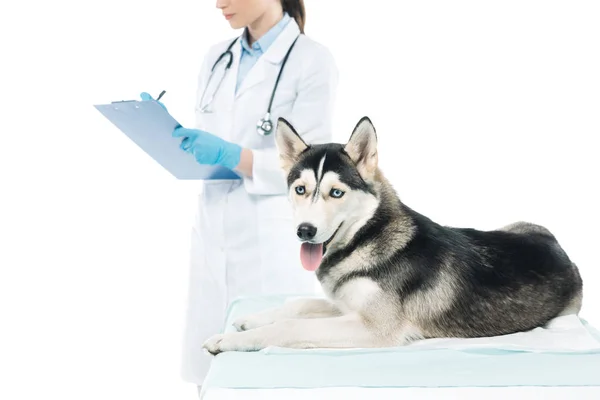 Imagen recortada de escritura veterinaria femenina en portapapeles y husky aislado sobre fondo blanco - foto de stock