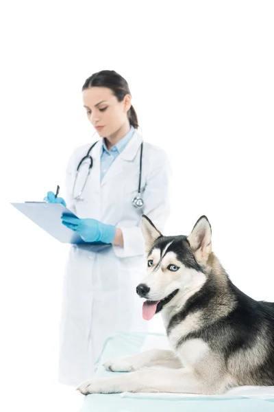 Husky y hembra veterinario diagnóstico de escritura en portapapeles aislado sobre fondo blanco - foto de stock