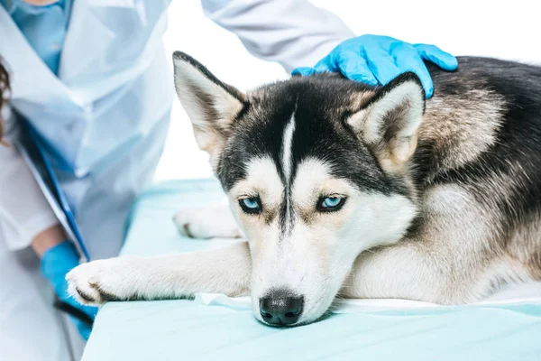 Imagem cortada do veterinário fêmea examinando husky isolado no fundo branco — Fotografia de Stock
