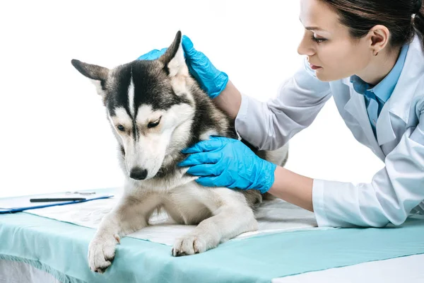 Young female veterinarian examining husky ear isolated on white background — Stock Photo