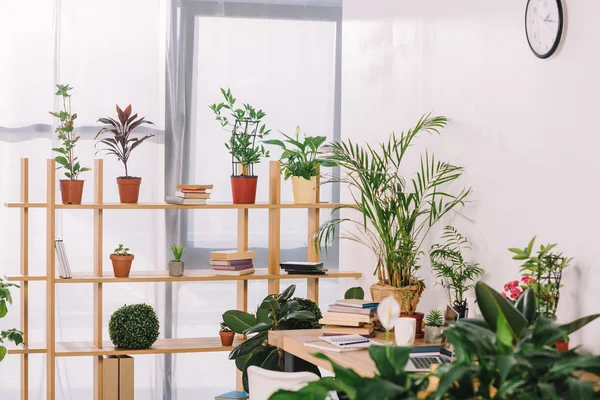 Wooden shelves with potted plants in office — Stock Photo