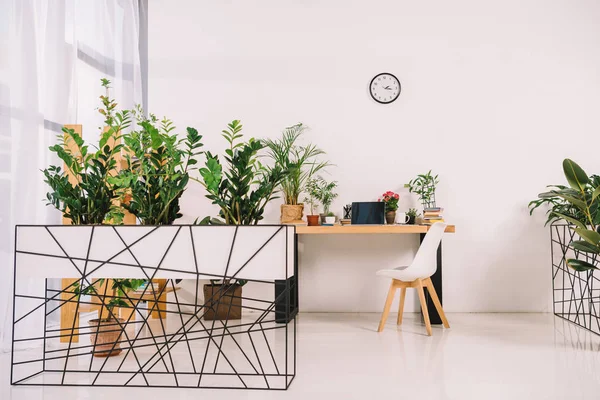 Büroinnenraum mit grünen Topfpflanzen — Stockfoto