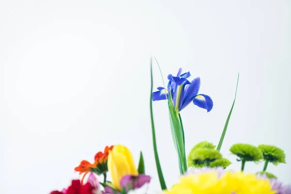 Vista de cerca de hermosas flores en flor aisladas en gris - foto de stock