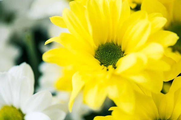 Vista close-up de belas flores brancas e amarelas florescendo — Fotografia de Stock