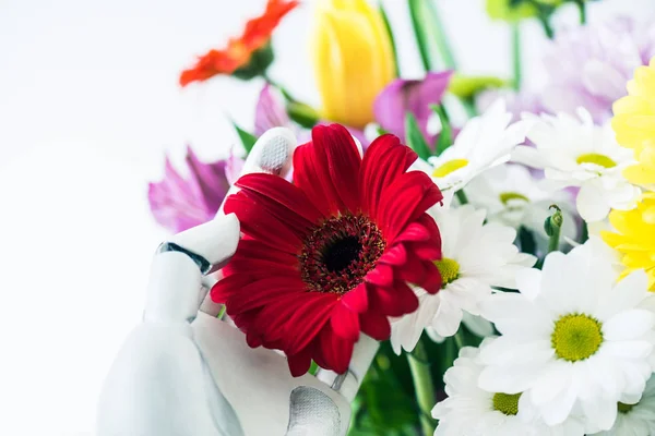 Close-up view of robot holding beautiful red gerbera flower isolated on white — Stock Photo