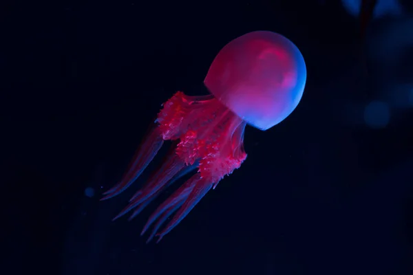 Medusas en luces de neón rosa y azul sobre fondo oscuro - foto de stock