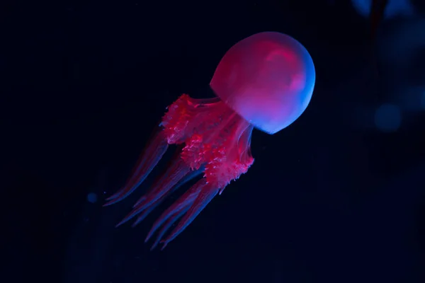 Méduses en néon rose et bleu sur fond sombre — Photo de stock