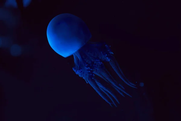 Jellyfish with blue neon light on dark background — Stock Photo