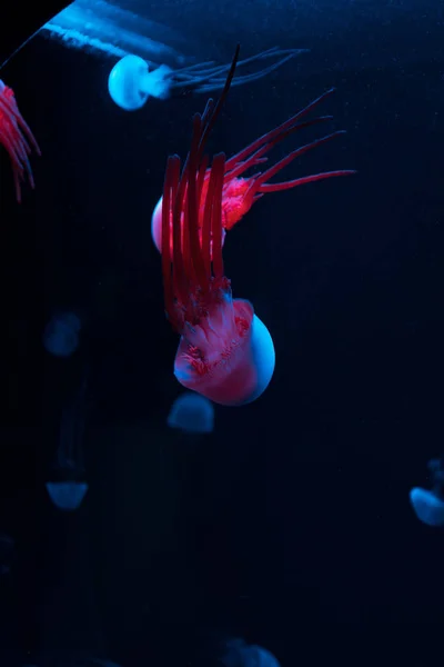 Meduse con luci al neon colorate su sfondo scuro — Foto stock