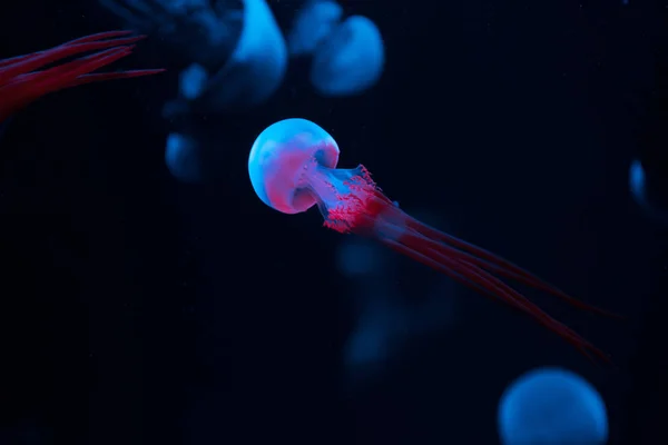 Enfoque selectivo de medusas con luces de neón rosa y azul sobre fondo oscuro - foto de stock