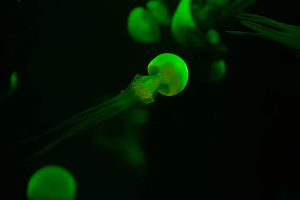 Selective focus of jellyfishes with green neon light in dark aquarium water — Stock Photo