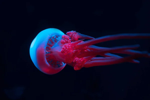 Medusas en luces de neón azul y rosa sobre fondo negro - foto de stock