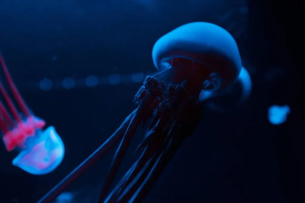 Medusas en luces de neón azul y rosa sobre fondo negro - foto de stock