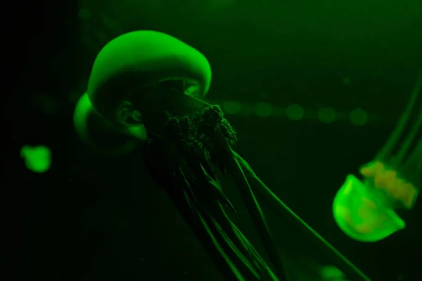 Медузы в зеленом неоновом свете на черном фоне — стоковое фото