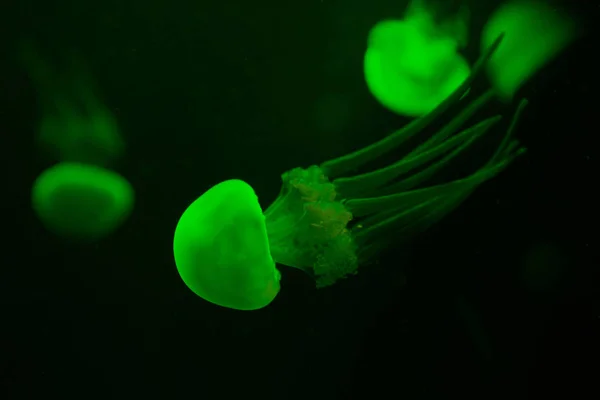 Foco seletivo de medusas em luz de néon verde no fundo preto — Fotografia de Stock