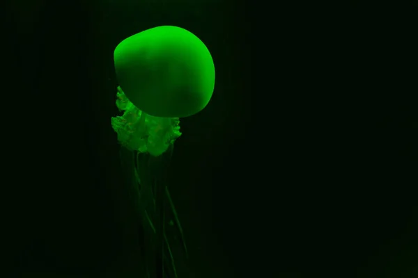 Медузы в зеленом неоновом свете на черном фоне — стоковое фото